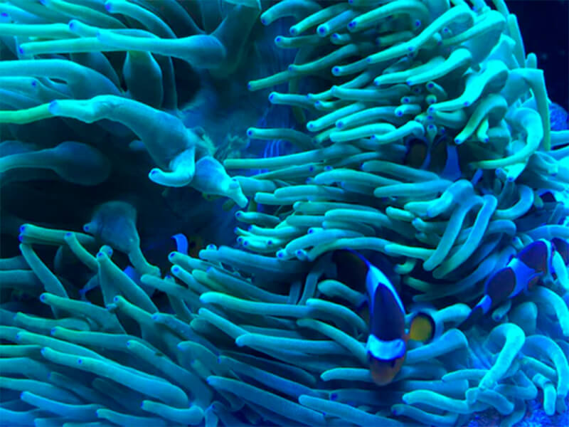 Clownvissen onder anemonen