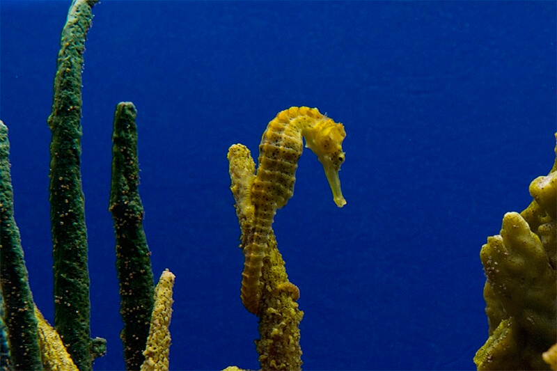 Zeepaardje klampt zich vast aan een koraal