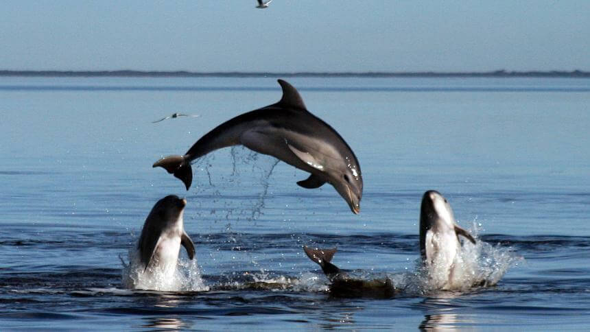 Een groep dolfijnen die lol hebben.