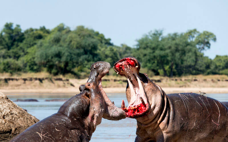 Twee vechtende nijlpaarden.