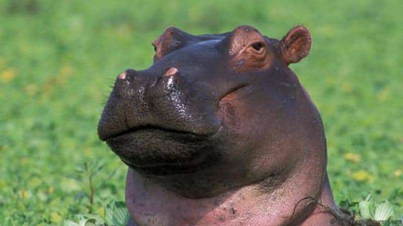 Het nijlpaard heeft een taaie, taaie huid.
