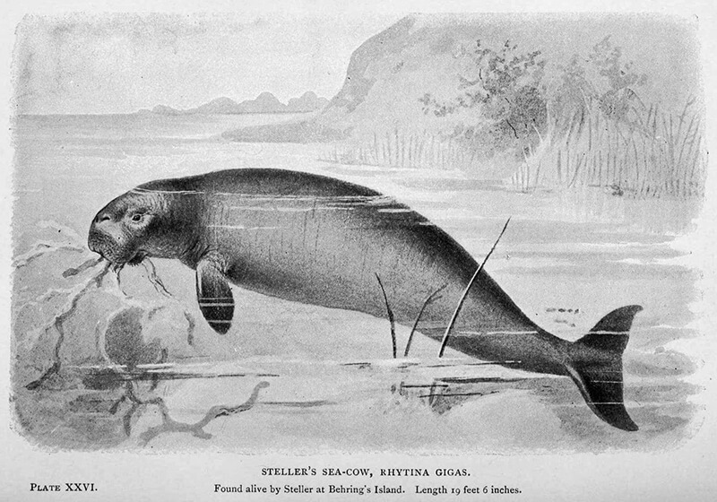 Steller's Sea Cow Drawing