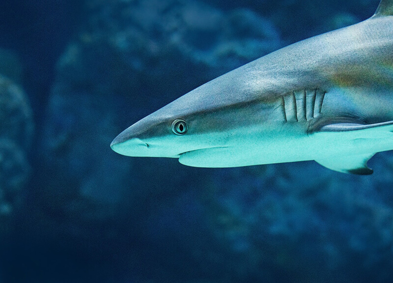 De haai is een ovoviviparous dier