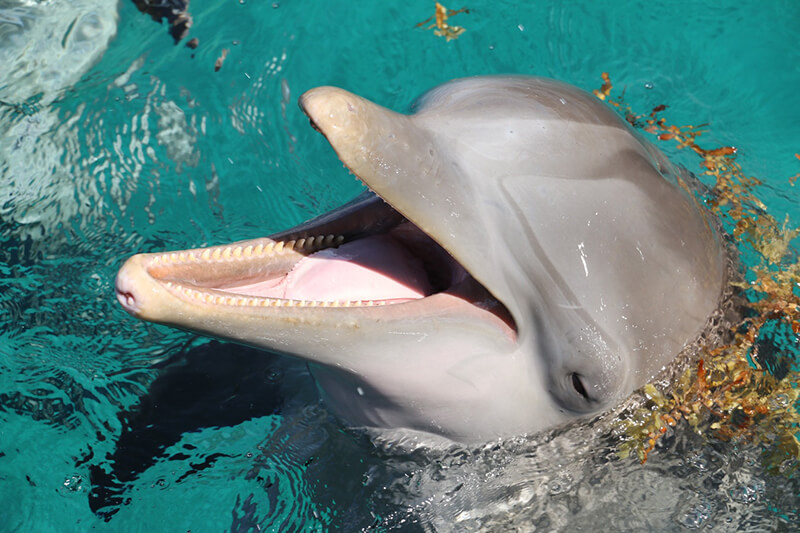 De dolfijn behoort tot de waterdieren