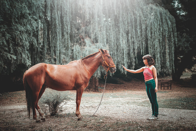 Het paard is het belangrijkste huisdier voor de mensheid