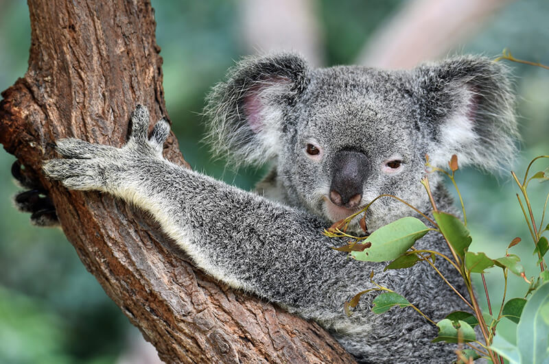 Koala's zijn plantenetende dieren