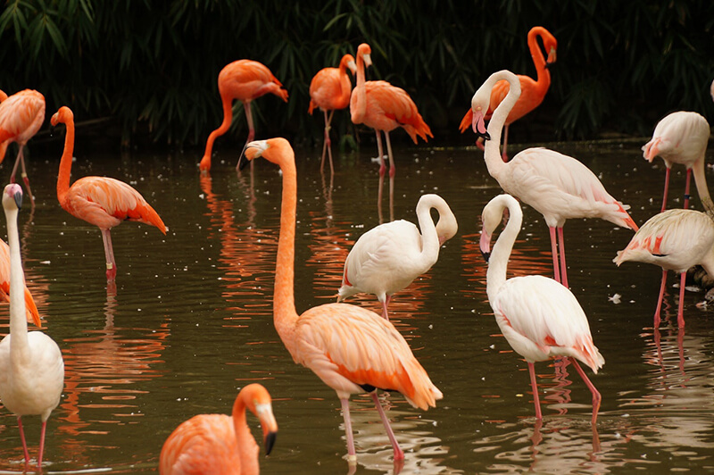 Flamingo's zijn karakteristieke dieren van meren