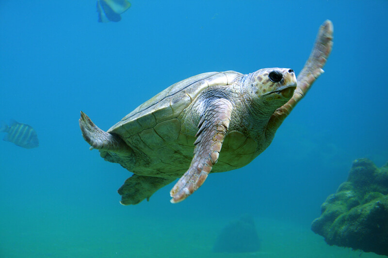 De zeeschildpad maakt deel uit van de zeedieren