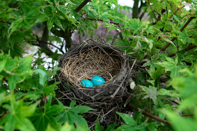 Vogels zijn eierleggende dieren en ze maken nesten om hun nageslacht te beschermen
