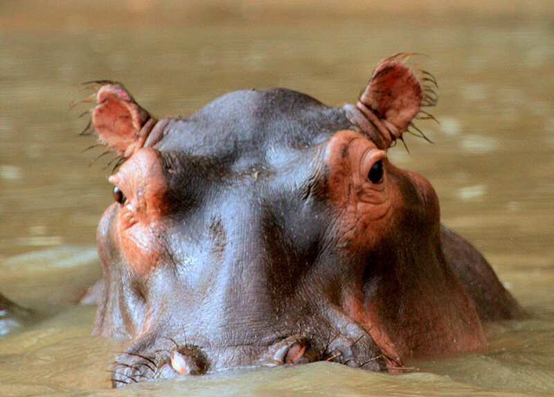 Ondanks zijn uiterlijk is het nijlpaard een zeer gevaarlijk dier