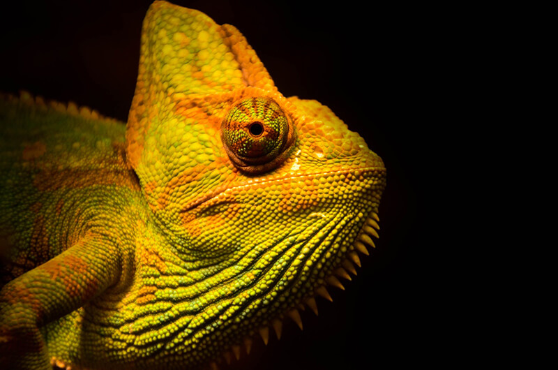 Kameleons kunnen van kleur veranderen voor gevaarlijke situaties