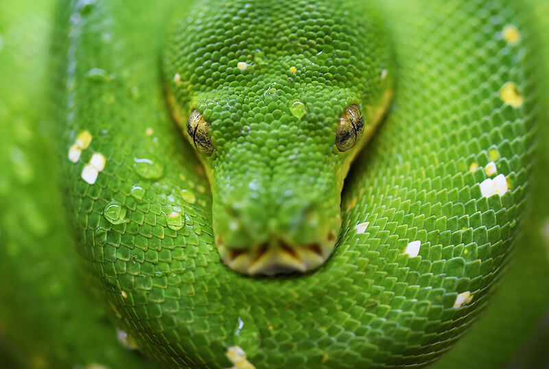 Slangen maken deel uit van reptielen
