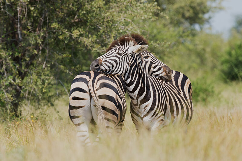 De zebra is een wild dier dat niet door mensen wordt gedomesticeerd