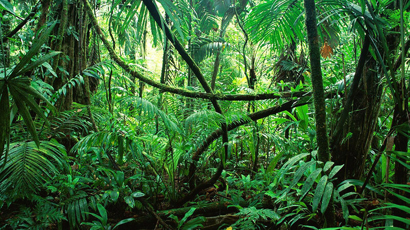 Bioom van een jungle