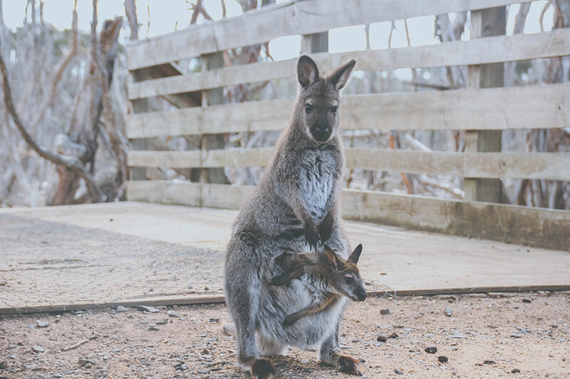 De kangoeroe is een van de levendbarende dieren