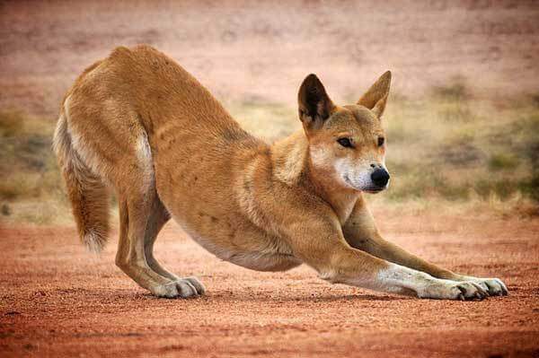 Dingo's kunnen alleen leven of in een kudde,
