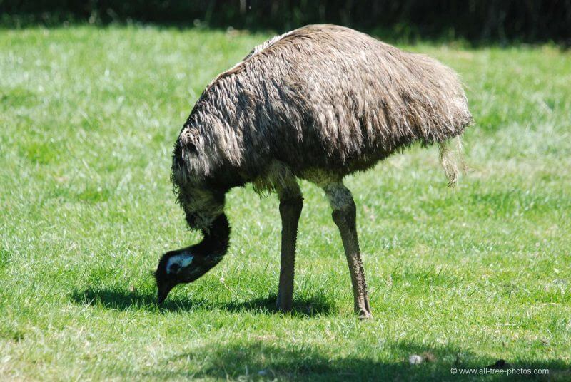 Volwassen emu eten.