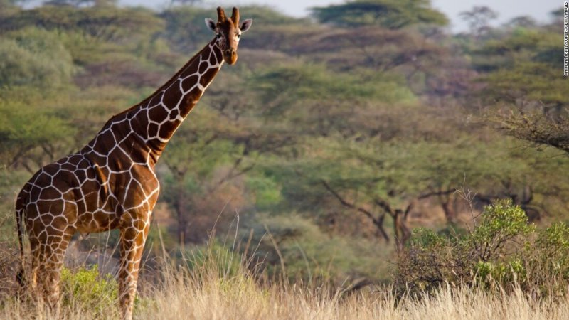 Afbeelding van een volwassen giraf