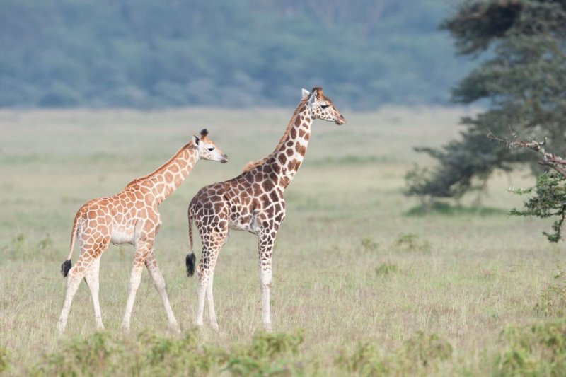 2 giraffen lopen