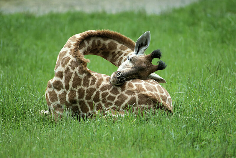 Giraffe liggen