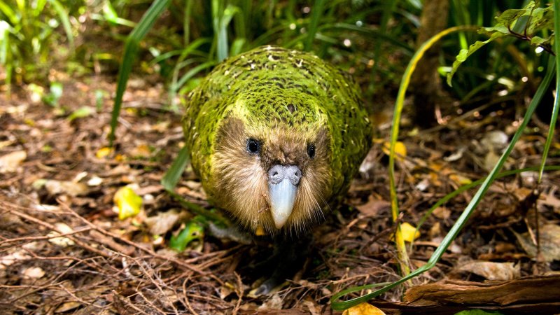 Afbeelding van een kakapo frontaal