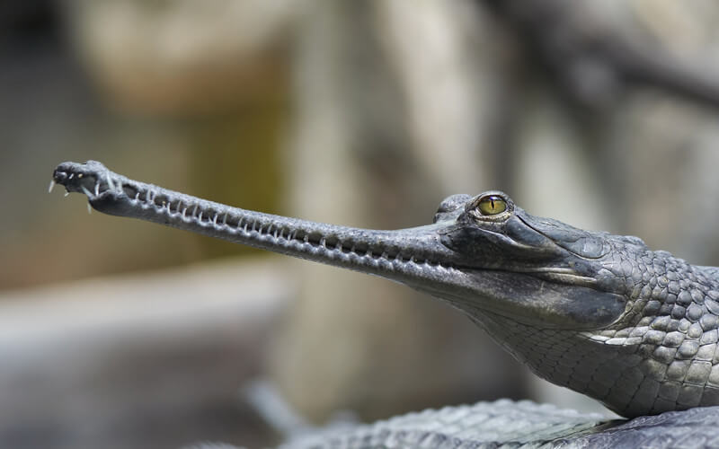 De gaviaal is een soort krokodil die wordt gekenmerkt door zijn enorme snuit.