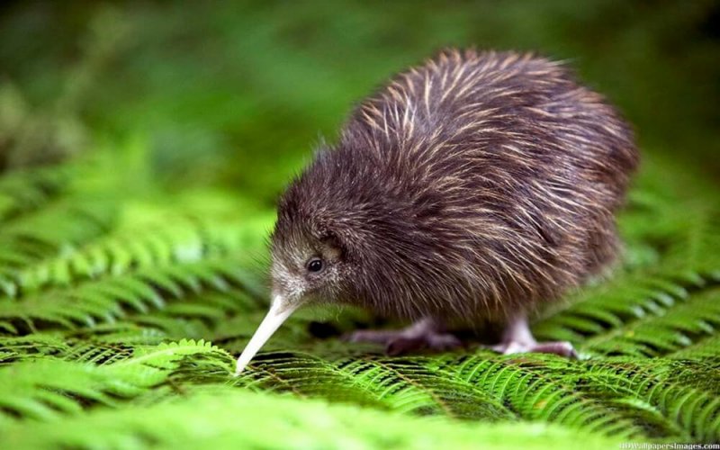 De kiwi wordt ernstig bedreigd.