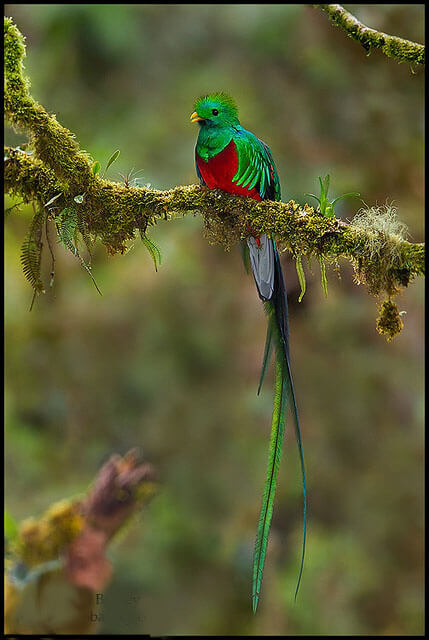 Afbeelding van een quetzal en zijn verenkleed