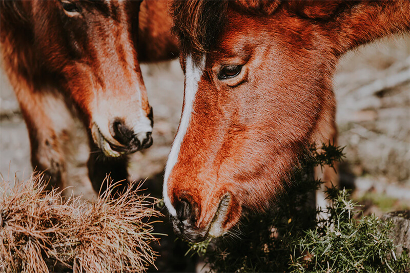 Paard voeden met gras