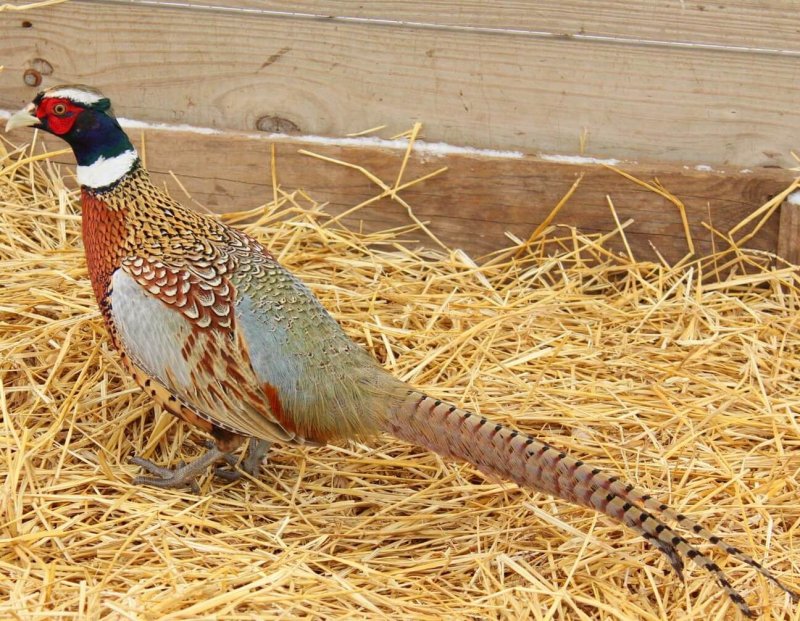 De fazant is een vogel die praktisch overal ter wereld voorkomt