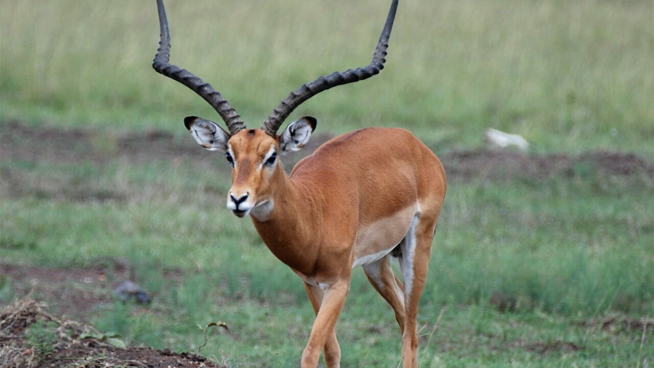 Het belangrijkste verschil tussen de mannelijke en vrouwelijke impala is dat het vrouwtje geen hoorns heeft.