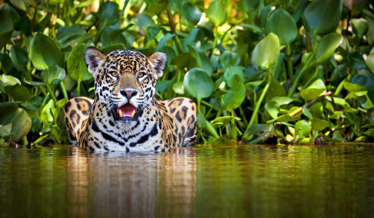 Een jaguar die afkoelt.