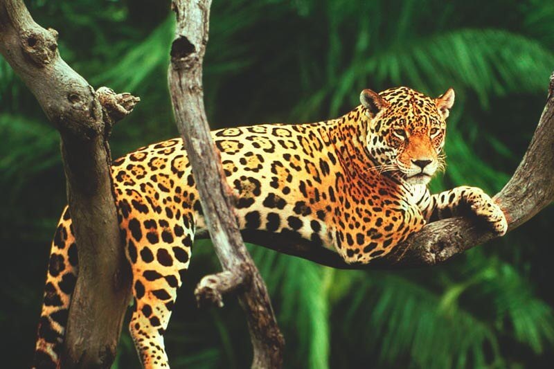 De jaguar is een vleesetende katachtige.
