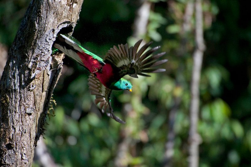 Afbeelding van een vliegende quetzal