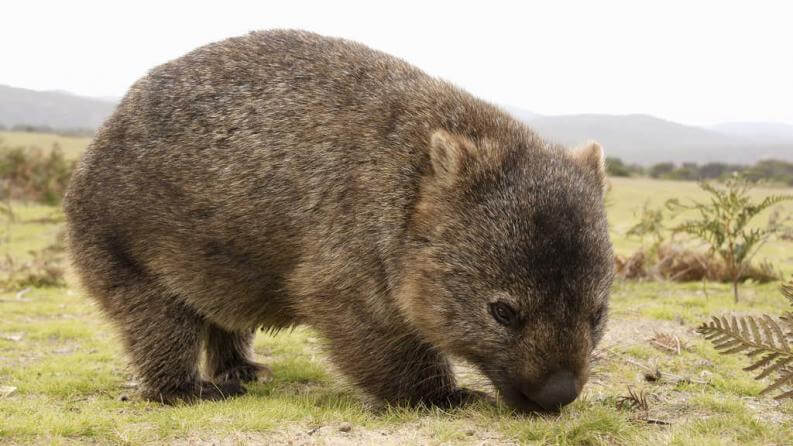 Afbeelding van een wombat