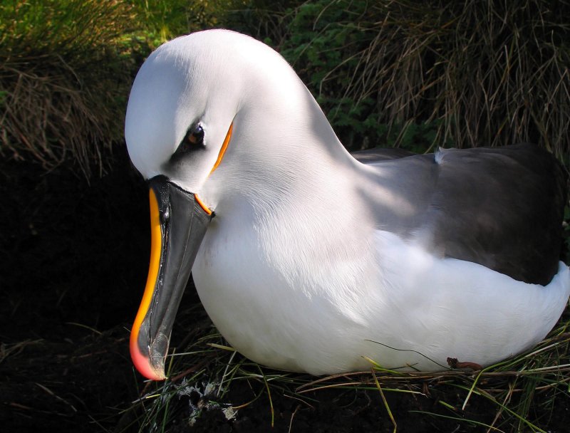 De albatros brengt het grootste deel van zijn leven door met vliegen.