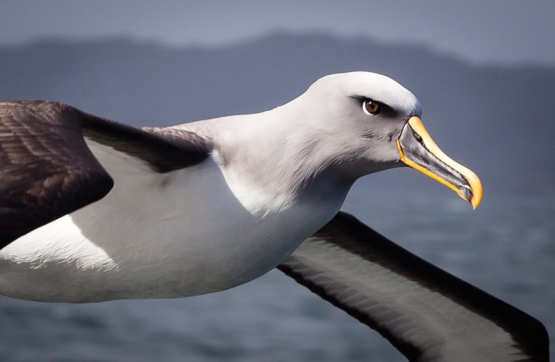 Een albatros tijdens de vlucht.