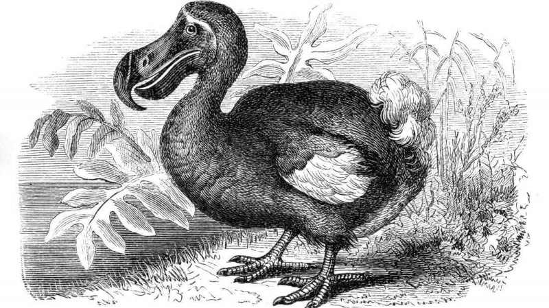 De dodo is al jaren een uitgestorven dier.