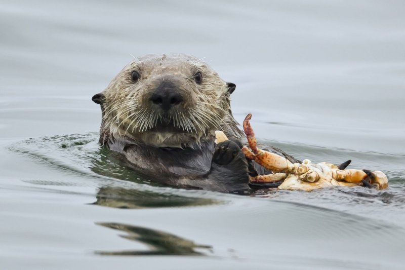 Een otter die zich voedt met een krab.