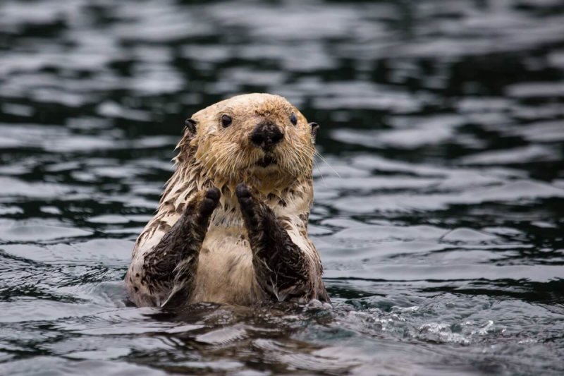 Een otter die geniet van een middagje baden.