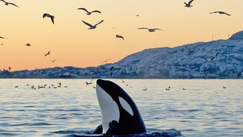 De orka is een zoogdier en leeft in koud water.