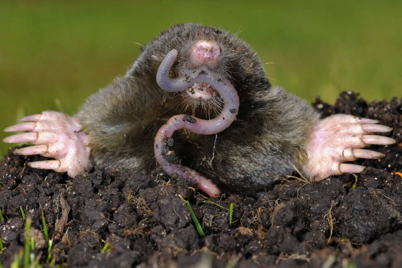 Een mol die geniet van zijn favoriete eten, de regenworm.