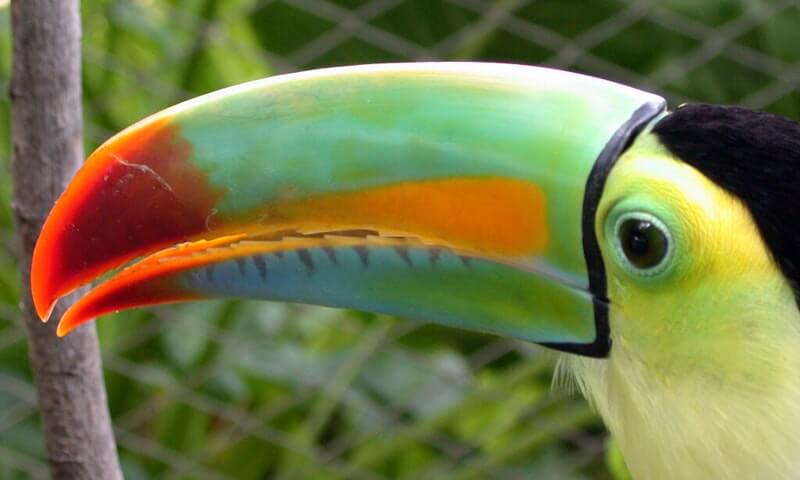 De iris-gefactureerde toekan is een zeer sociale vogel.