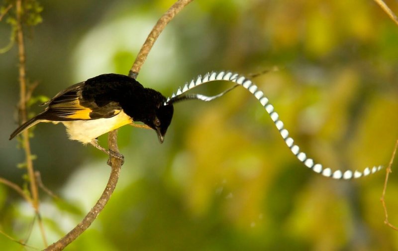 Koninklijke paradijsvogel (Cicinnurus regius)