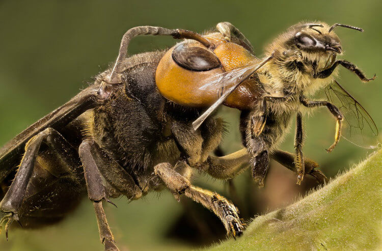 Een gigantische Aziatische horzel net op tijd om op een honingbij te jagen.