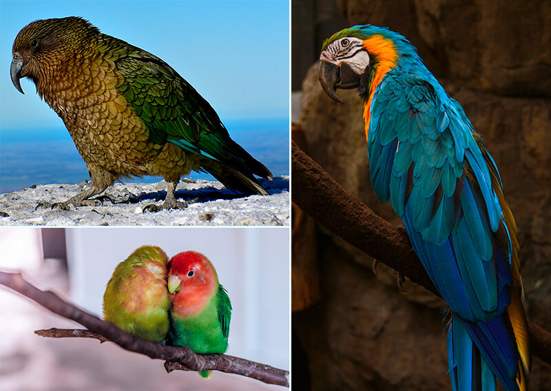 Verschillende soorten papegaaien