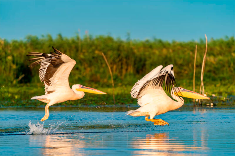 Pelikanen vliegen over het water