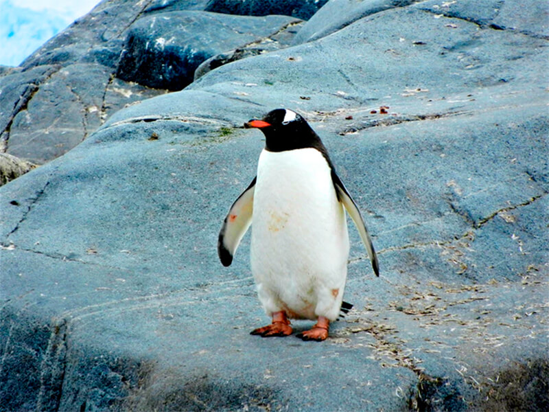 Pinguïn op een rots