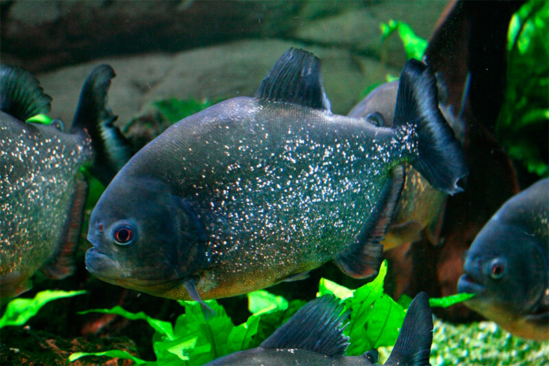 Het is ook mogelijk om piranha's in aquaria te kweken