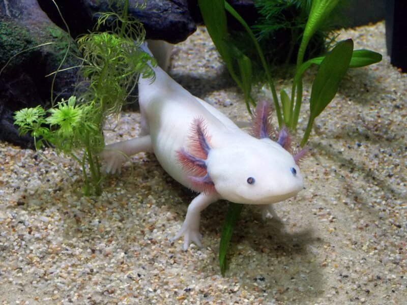 De axolotl is een populaire amfibie in aquaria. Albino's worden in gevangenschap gefokt.